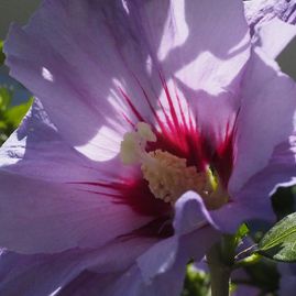 Kurt Wieser Fotograf - Bilder von Blumen und Pflanzen