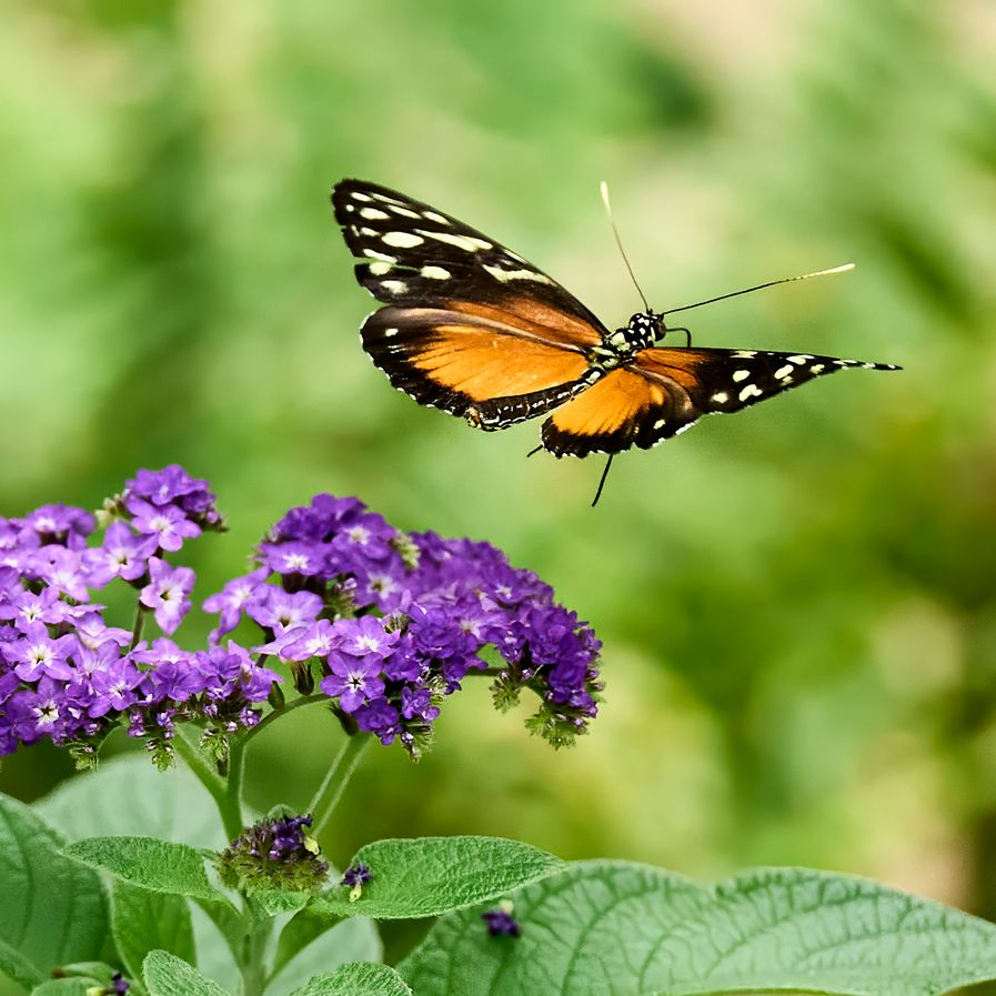 Schmetterling