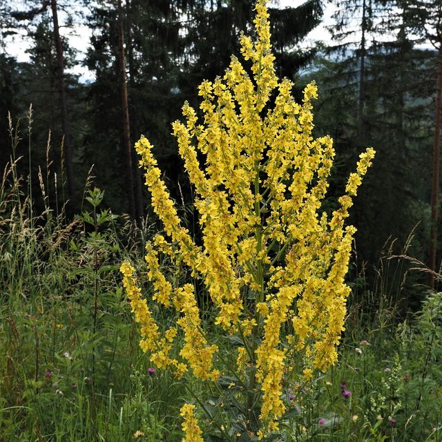 Kurt Wieser Fotograf - Bilder von Blumen und Pflanzen