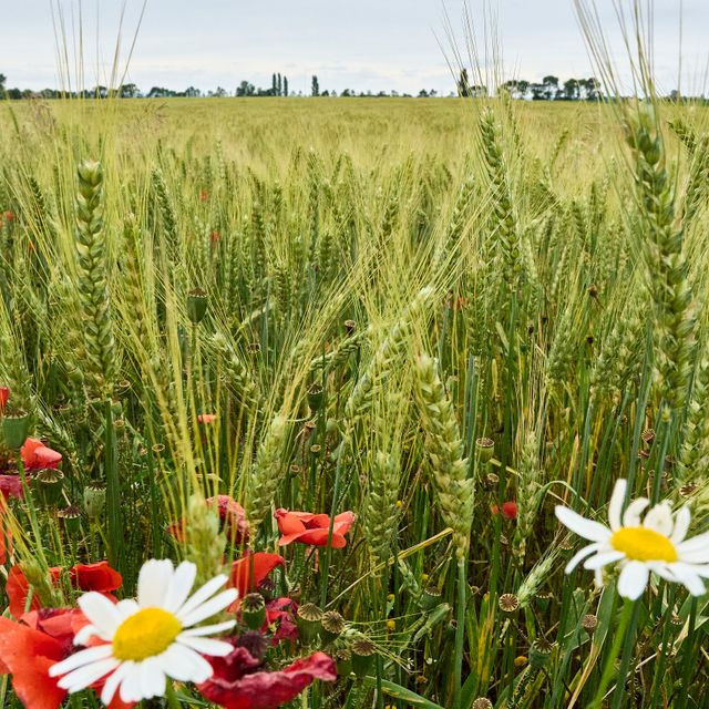 Blumen