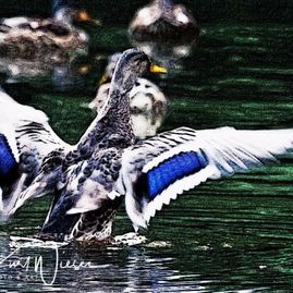 Ente / Duck