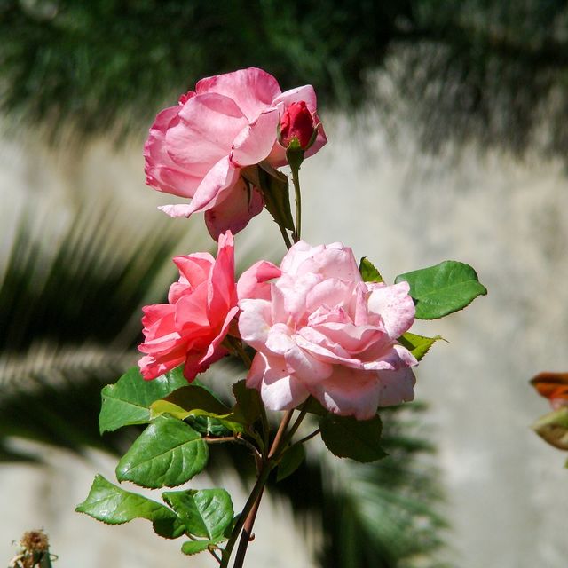 Kurt Wieser Fotograf - Bilder von Blumen und Pflanzen