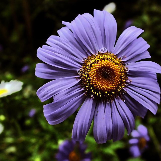 Kurt Wieser Fotograf - Bilder von Blumen und Pflanzen