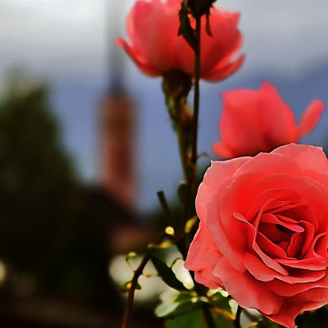 Kurt Wieser Fotograf - Bilder von Blumen und Pflanzen