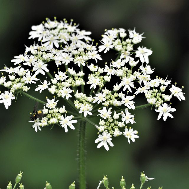 Kurt Wieser Fotograf - Bilder von Blumen und Pflanzen