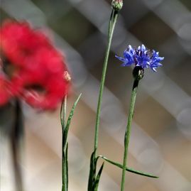 Kurt Wieser Fotograf - Bilder von Blumen und Pflanzen
