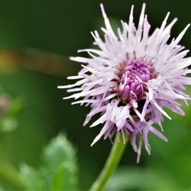Kurt Wieser Fotograf - Bilder von Blumen und Pflanzen