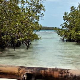 Morrocoy
