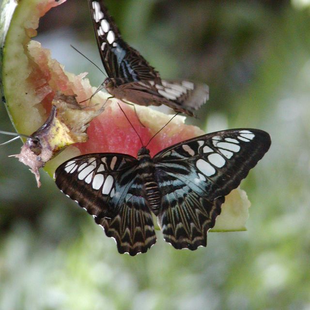 Schmetterling