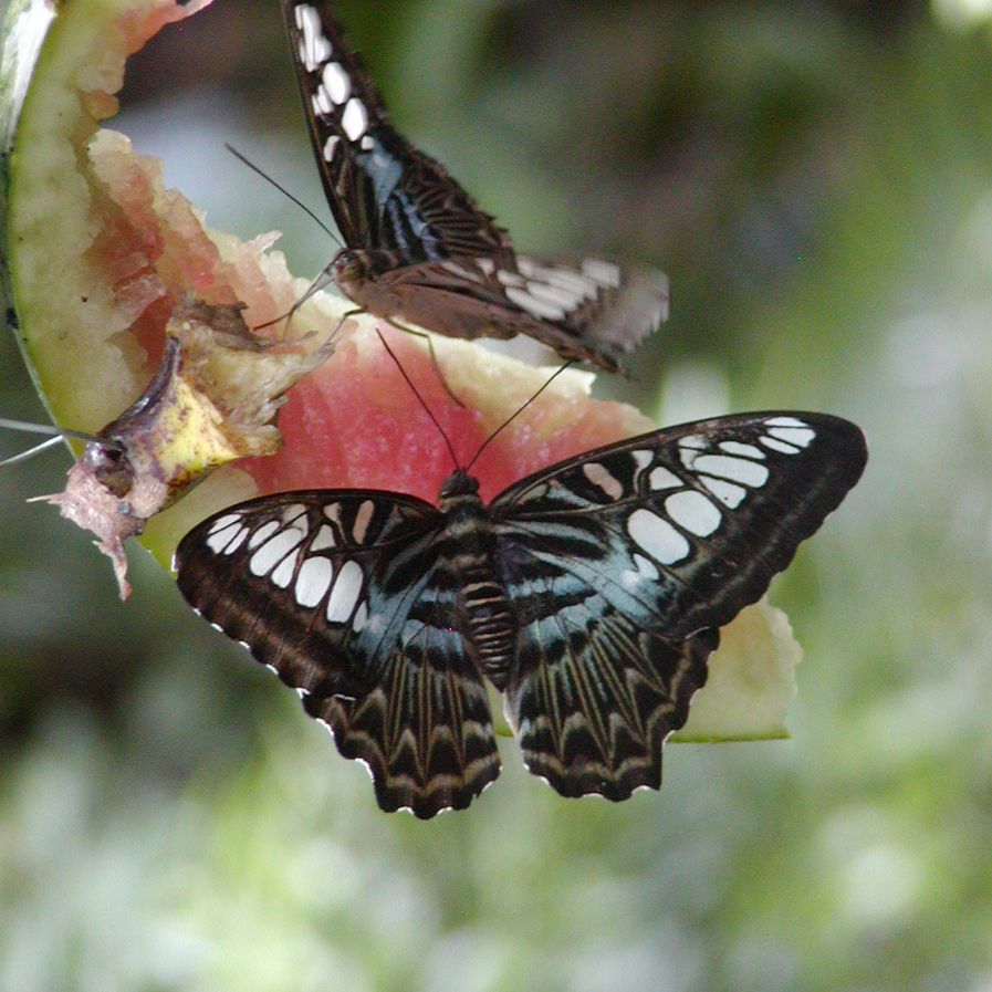 Schmetterling