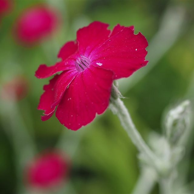 Kurt Wieser Fotograf - Bilder von Blumen und Pflanzen