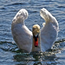 Schwan