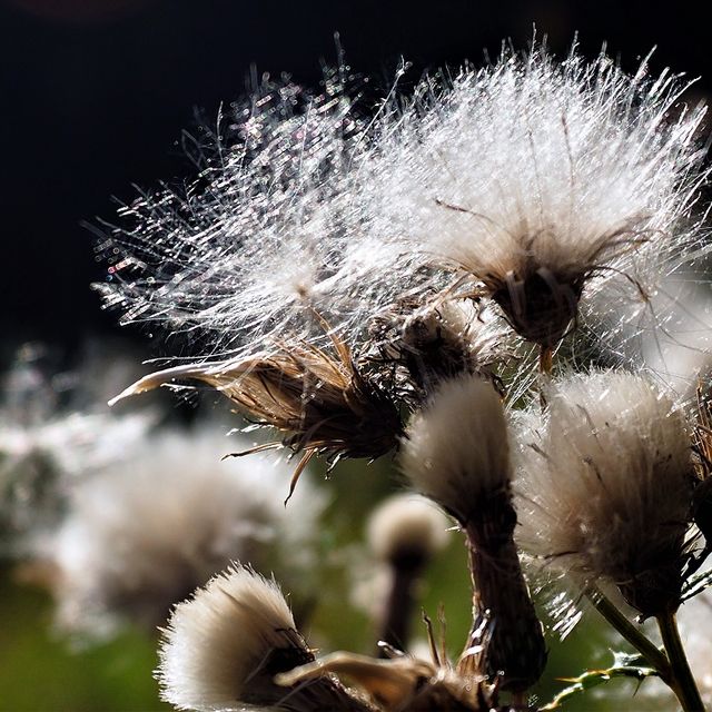 Kurt Wieser Fotograf - Bilder von Blumen und Pflanzen