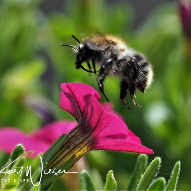 Biene mit Blume