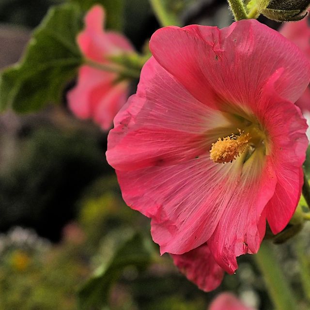 Kurt Wieser Fotograf - Bilder von Blumen und Pflanzen