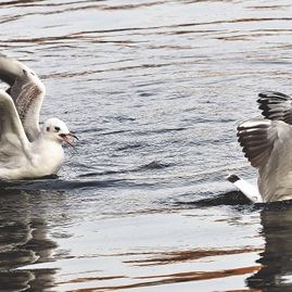 Möwe