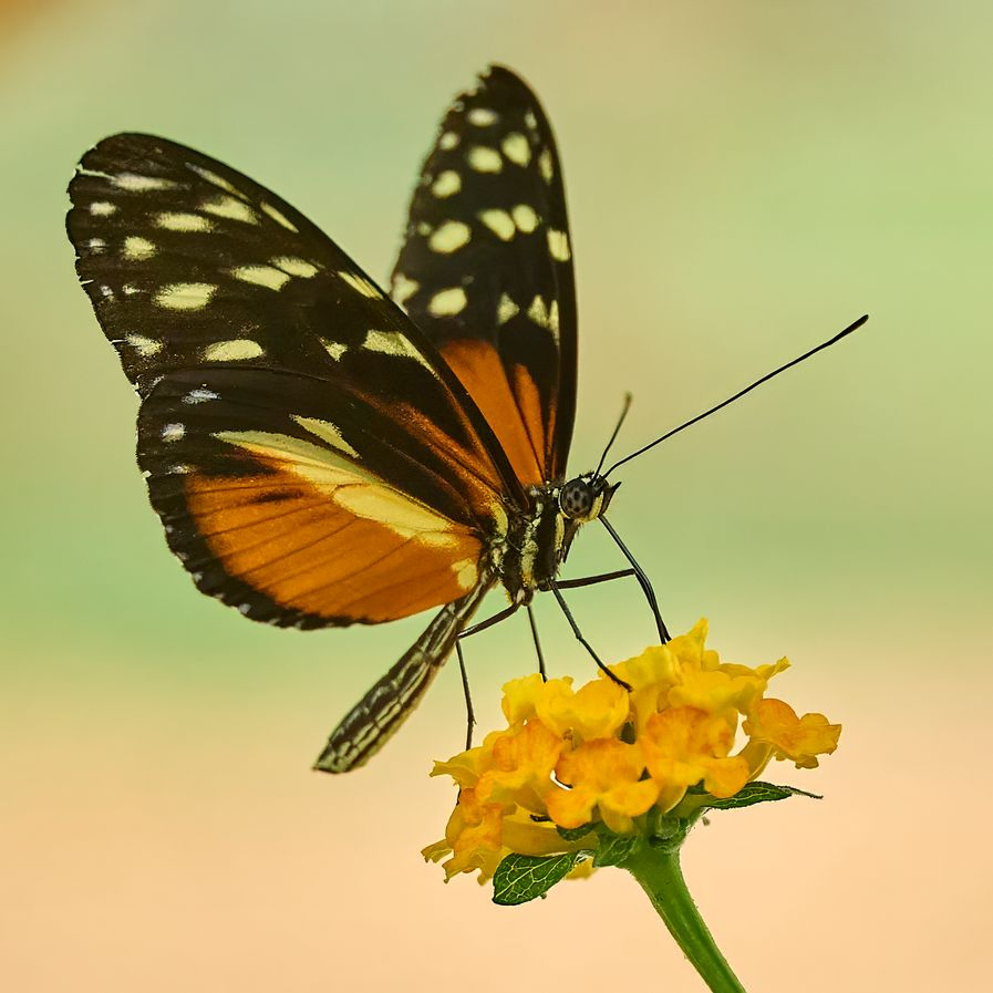 Schmetterling
