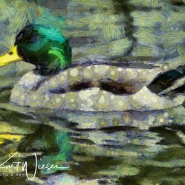 Ente / Duck 