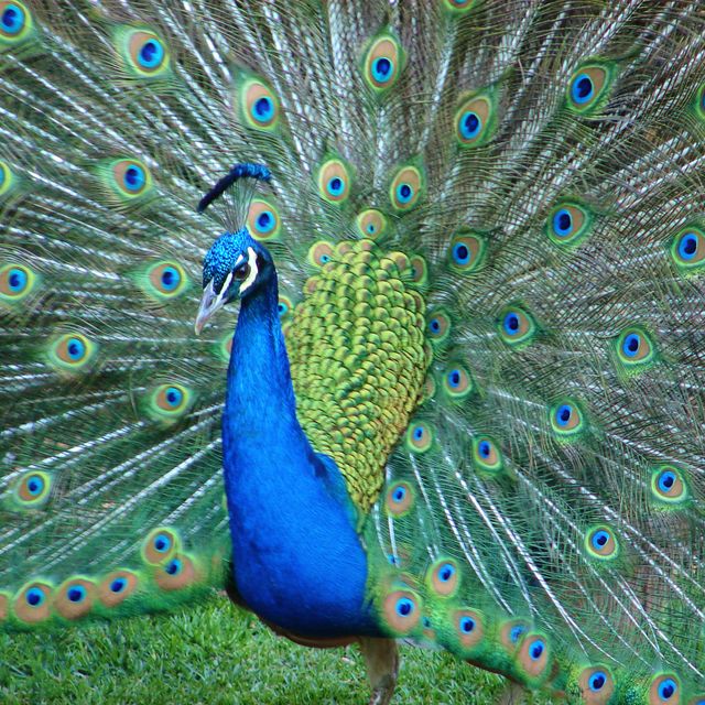 Pfau