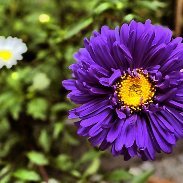 Kurt Wieser Fotograf - Bilder von Blumen und Pflanzen