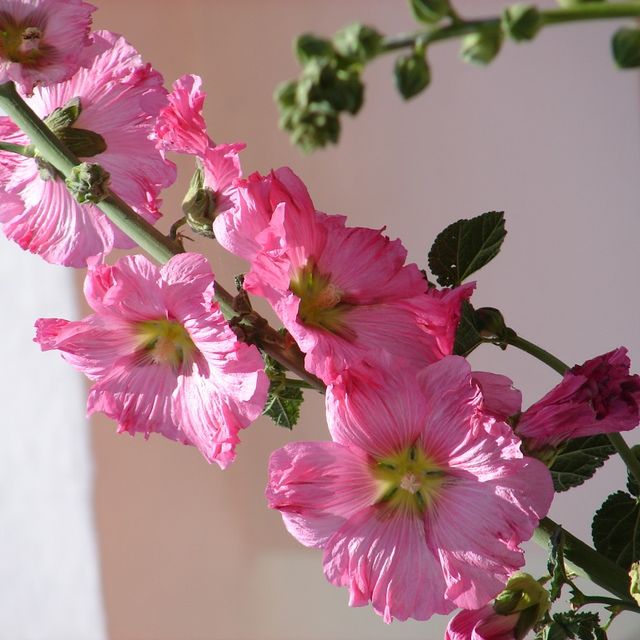 Kurt Wieser Fotograf - Bilder von Blumen und Pflanzen