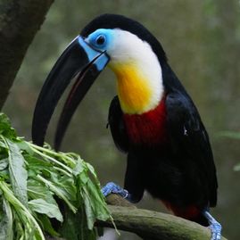 Tukan