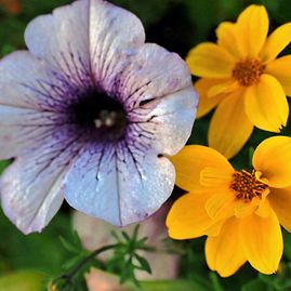 Kurt Wieser Fotograf - Bilder von Blumen und Pflanzen