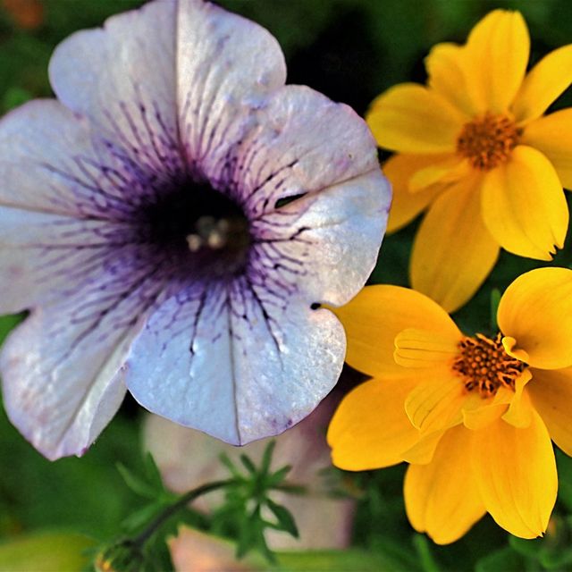 Kurt Wieser Fotograf - Bilder von Blumen und Pflanzen