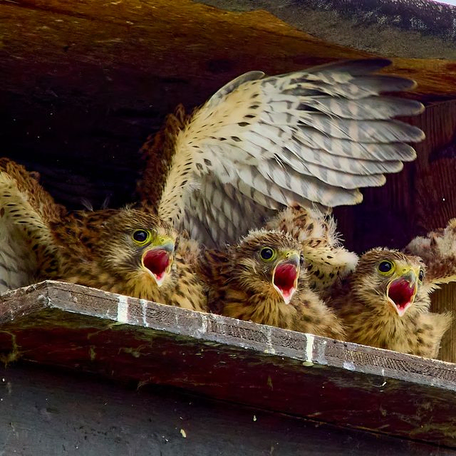 Vögel
