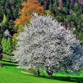 Baum