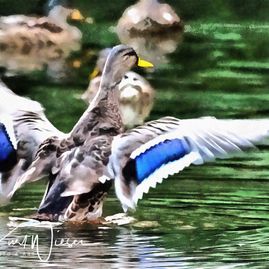 Ente / Duck