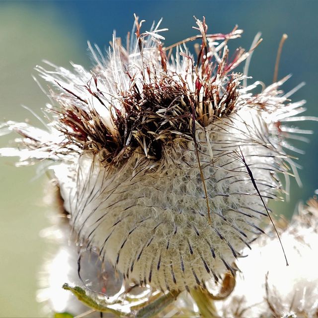 Kurt Wieser Fotograf - Bilder von Blumen und Pflanzen